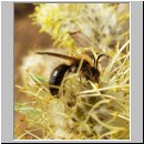 Andrena minutula - Sandbiene 01.jpg